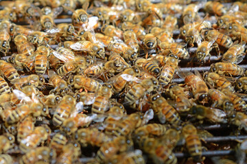 Abeilles regroupées sur les ruches pendant que l'apiculteur entretient ces dernières.

