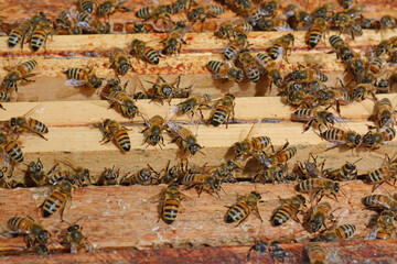 Un apiculteur a ouvert une ruche pour effectuer son travail d'entretien des abeilles.