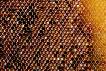 Le travail des abeilles : cadres remplis d'alvéoles contenant les œufs, les larves, le miel.