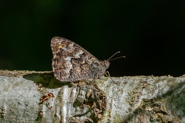 Satyridae / Anadolu Yalancıcadısı / White-banded Tawny Rockbrown / Pseudochazara anthelea