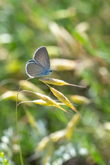 Lycaenidae / Minik Kupid / Small Blue / Cupido minimus