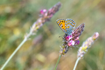 Akbes Gelinciği » Tomares nesimachus » Akbes hairstreak