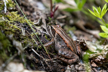 Toad resting in the sun in Canadian Riding Mountain National Park