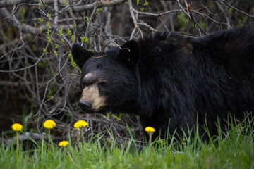 Black Bear with growth on head in Canada