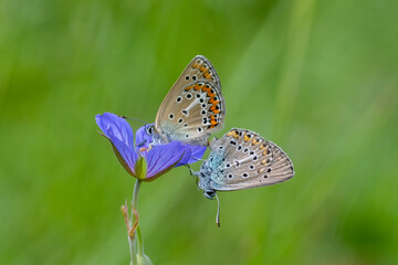 Anadolu Esmergözü » Plabejus modicus » Anatolian Zephyr Blue
