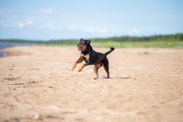 Beautiful purebred black and tan rottweiler dog outdoor with pink collar, blurred background sea...