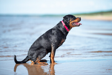 Beautiful purebred black and tan rottweiler dog outdoor with pink collar, blurred background sea...