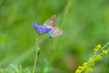 Anadolu Esmergözü » Plabejus modicus » Anatolian Zephyr Blue