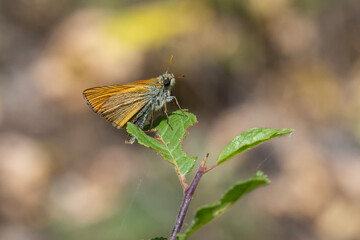 Hesperiidae / Sarı Antenli Zıpzıp / Small Skipper / Thymelicus sylvestris