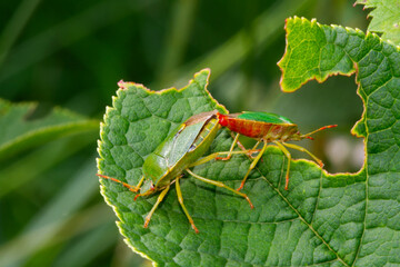 Two mating Green shield bugs. 