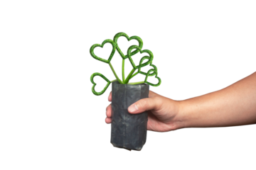 hands holding plants with leaves are a health icon, as a symbol of giving love, growing love