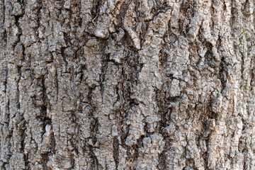 bark of a tree texture rough close-up