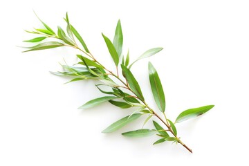 Tea Tree On White. Close-up of Tea Tree Branch with Essential Oil Drops on White Background