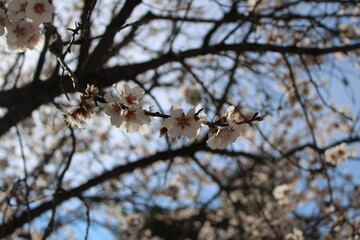 Greece in Bloom