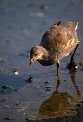 Juvenile moorhen walking in a pond. Common moorhen (Gallinula chloropus) in Kent, UK. This water bird is also known as a swamp chicken, marsh hen or waterhen.