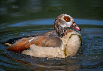 Egyptian goose swimming in a pond with water drops. Egyptian goose (Alopochen aegyptiaca), Kent, UK.