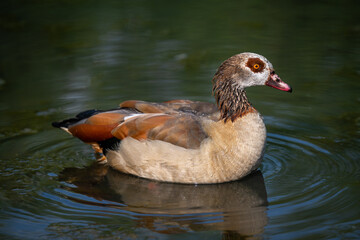 Egyptian goose swimming in a pond with ripples. Egyptian goose (Alopochen aegyptiaca), Kent, UK.