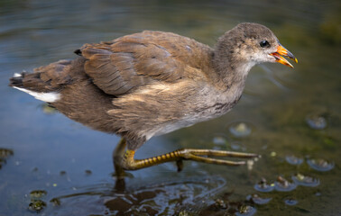 Juvenile moorhen walking in a pond. Common moorhen (Gallinula chloropus) in Kent, UK. This water...