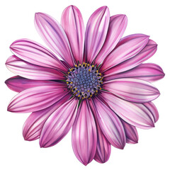 Obraz premium Pink daisy flower isolated on white background surrounded by nature's beauty