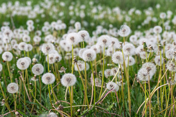 A beautiful field of dandelions on a clear day.