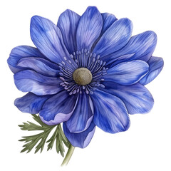 Fototapeta premium Blue anemone flower isolated on white background