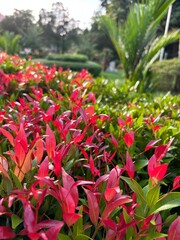 Close-up photo of the top of a small bush-type plant, showcasing leaves in vibrant red and green colors, capturing the intricate textures, contrasting hues, and fresh, lively essence.
