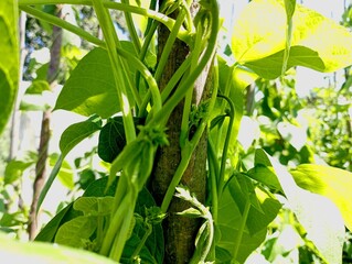 Green bean shoots wrap around a wooden stick. Background with green bean plants.