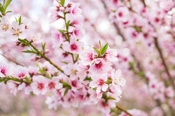 Peach tree blossoms close-up