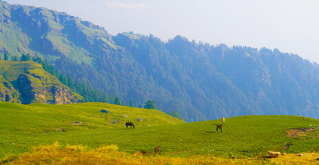 Obraz premium Mule and horse are grazing in the beautiful valley