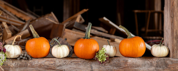 Row of many ripe orange white pumpkins decor wooden beam desk pumpkin farm yard barn fall harvest fest market. Halloween thanksgiving celebration symbol plant. Country rustic squash autumn background