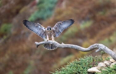 Juvenile peregrine falcon landing on a branch as it learns to fly for the first time