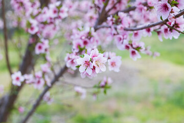 Naklejka premium Peach tree blossoms close-up
