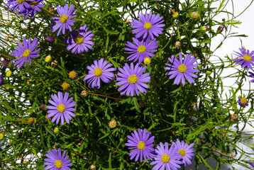 Tiny Purple Daisy Flowers With Yellow Centers On a Background Of Lush Green Leaves. Flowers In The Sunny Summer Garden. Aster Woods Blue. Michaelmas Daisy. Lavender Blue Daisy-like Flowers. 