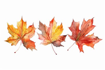 This watercolor illustration shows three maple leaves isolated on a white background for use on greeting cards, invitations, holiday, postcards, posters, carnival banners, birthdays, and children's