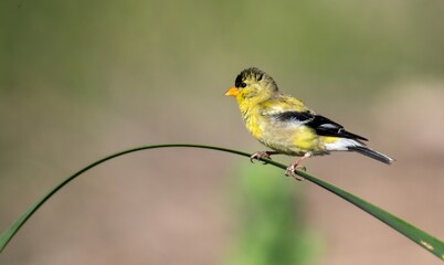American Goldfinch up close and colorful on a slender blade of grass