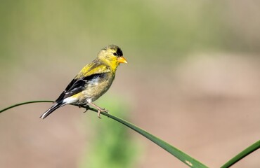 Beautiful profile of an American Goldfinch on a narrow blade of grass