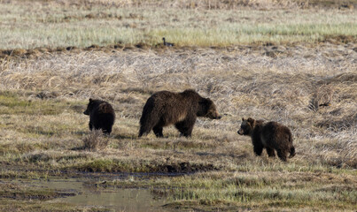 Grizzly Bear Sow and Cubs in Yellowstone Naitonal Park Wyoming in Springtime