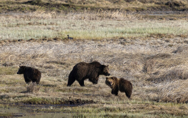 Grizzly Bear Sow and Cubs in Yellowstone Naitonal Park Wyoming in Springtime