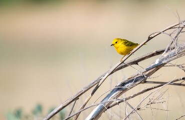 Yellow warbler perched on twigs looking bright and yellow
