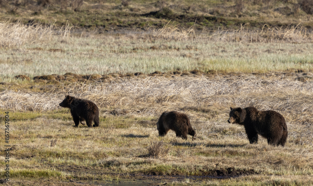 Wall mural Grizzly Bear Sow and Cubs in Yellowstone Naitonal Park Wyoming in Springtime