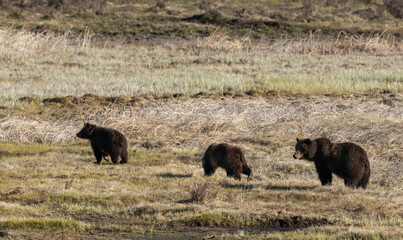 Grizzly Bear Sow and Cubs in Yellowstone Naitonal Park Wyoming in Springtime