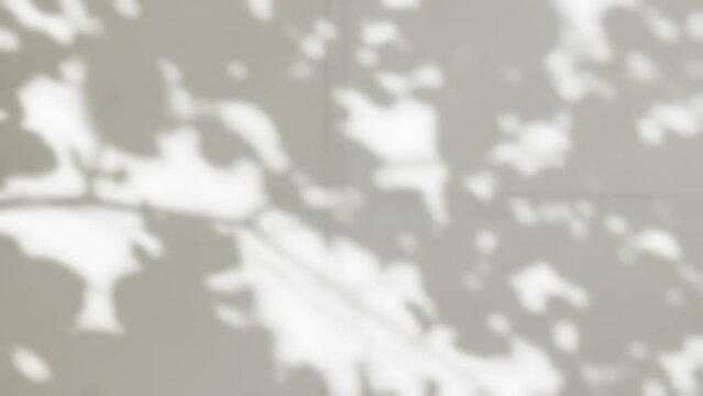 Abstract silhouette shadow white background of natural leaves tree branch falling on wall. Transparent overlay blurry leaf in morning sun light.