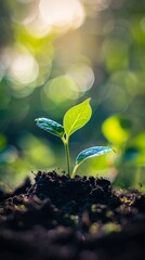 Young green plant sprouting from fertile soil, close-up with blurred background. Growth and nature concept
