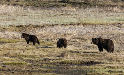 Grizzly Bear Sow and Cubs in Yellowstone Naitonal Park Wyoming in Springtime