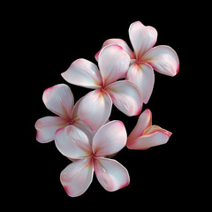 Plumeria blossoms on a transparent background