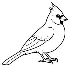 Cardinal line art vector illustration