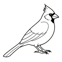 Cardinal line art vector illustration