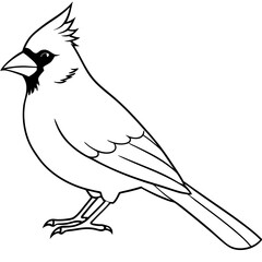 Cardinal line art vector illustration