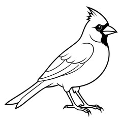 Cardinal line art vector illustration