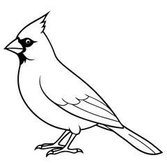 Cardinal line art vector illustration